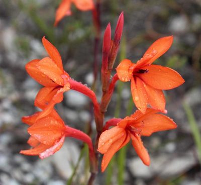 Watsonia stenosiphon, photographed by Tony Rebelo