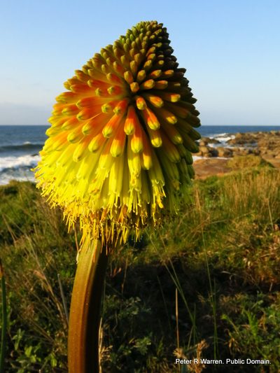 Kniphofia rooperi, photographed by Peter Warren
