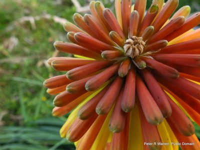Kniphofia rooperi, photographed by Peter Warren