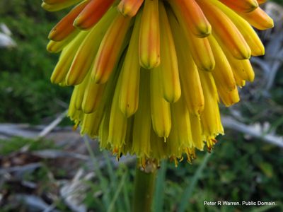 Kniphofia rooperi, photographed by Peter Warren