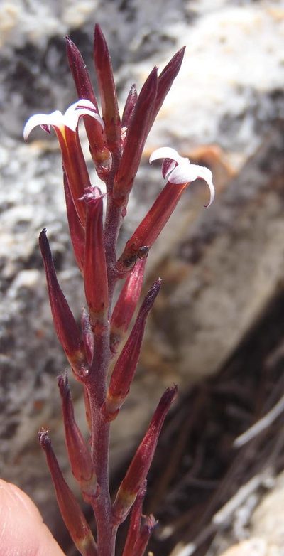 Adromischus inamoenus, photographed by Nicola van Berkel