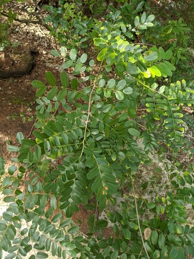 Amorpha roemeriana, photographed by Alison Northup