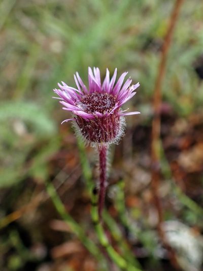 Erigeron borealis, photographed by Donald Davesne