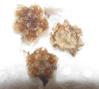 Drosanthemum parvifolium, photographed by douglaseustonbrown