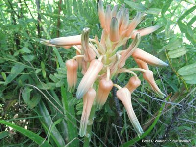 Aloe cooperi, photographed by Peter Warren