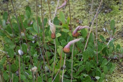 Dryas drummondii, photographed by Syd Cannings