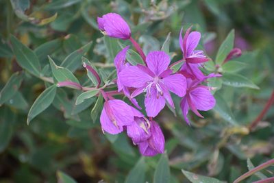 Epilobium latifolium, photographed by Syd Cannings