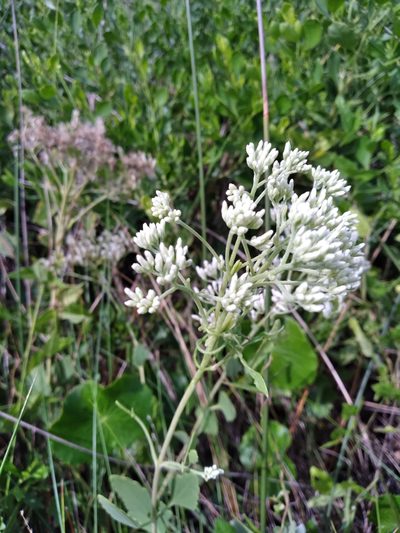 Eupatorium mikanioides, photographed by Scott Ward