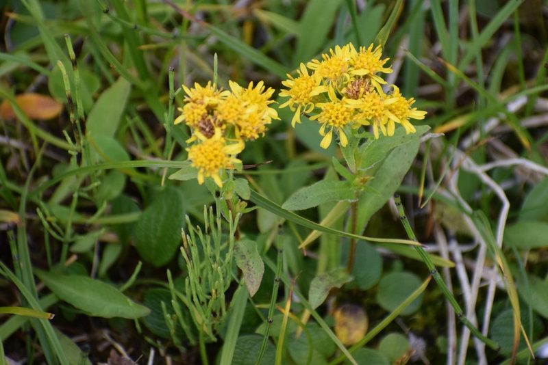 Solidago multiradiata, photographed by Syd Cannings