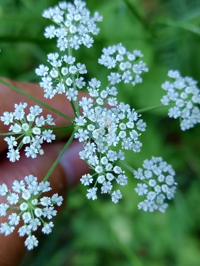 Selinum broteroi, photographed by Carminda Santos