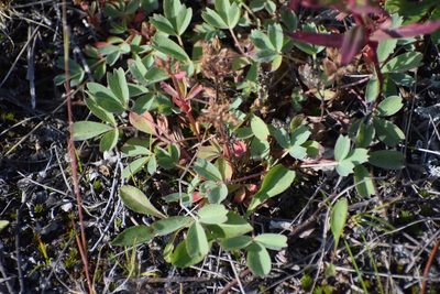 Sibbaldia procumbens, photographed by Syd Cannings