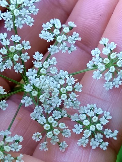 Selinum broteroi, photographed by Carminda Santos