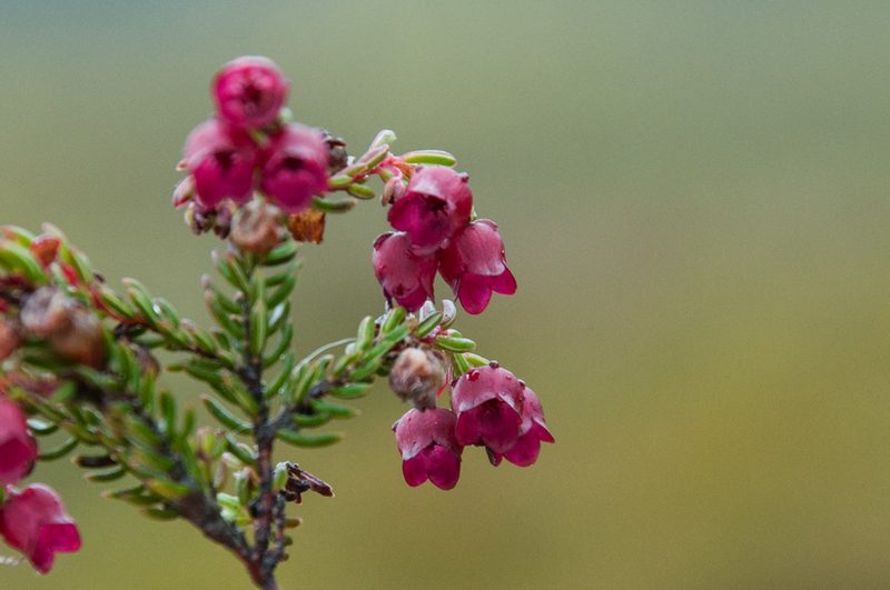 Erica cabernetea, photographed by magriet b