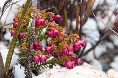 Erica cabernetea, photographed by magriet b