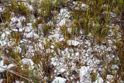 Erica cabernetea, photographed by magriet b