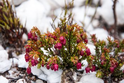 Erica cabernetea, photographed by magriet b