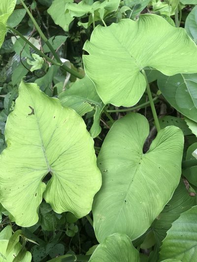 Philodendron jacquinii, photographed by fern Wildtruth