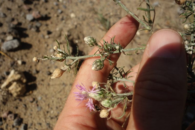 Centaurea arenaria, photographed by Aleksei Baushev