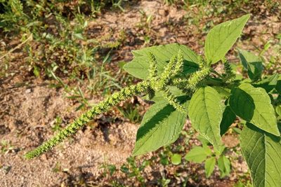 Amaranthus hybridus, photographed by Josep Gesti
