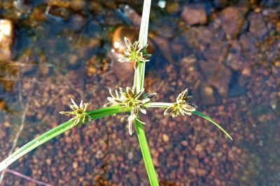 Cyperus fuscus, photographed by Josep Gesti