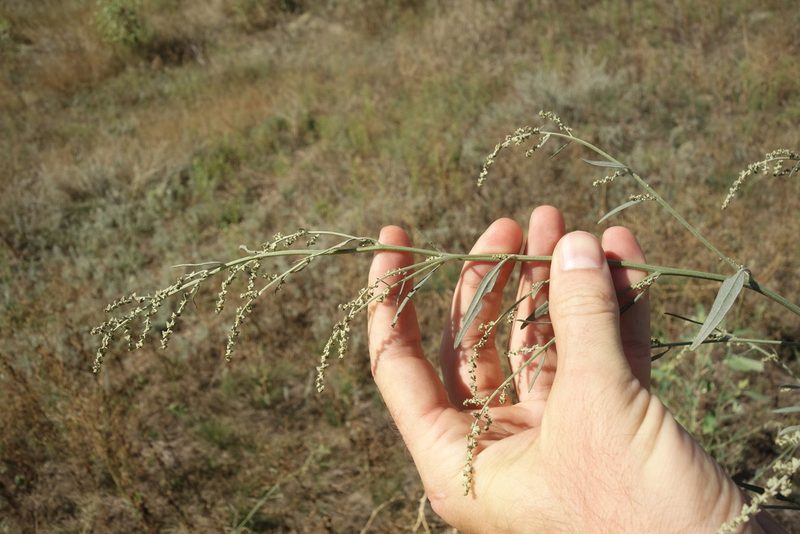 Atriplex oblongifolia, photographed by Aleksei Baushev