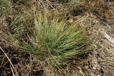 Festuca valesiaca, photographed by Aleksei Baushev