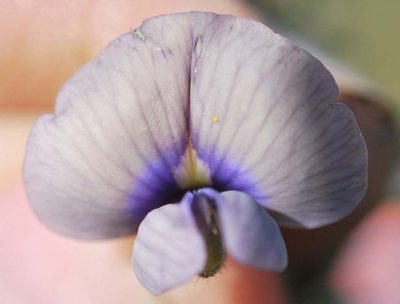 Lotononis villosa, photographed by Charles Stirton