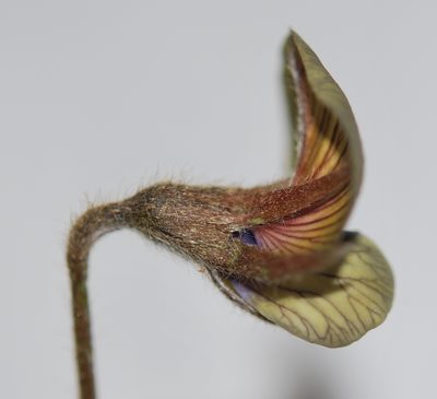 Lotononis villosa, photographed by Charles Stirton