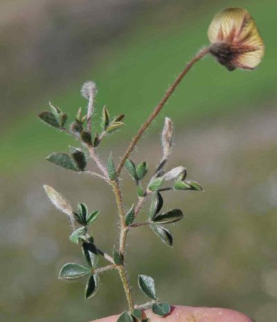 Lotononis villosa, photographed by Charles Stirton