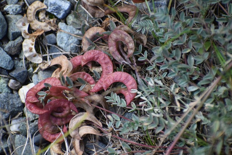 Astragalus nutzotinensis, photographed by Syd Cannings