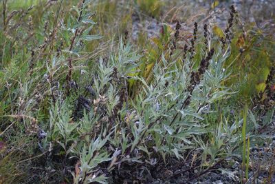 Artemisia tilesii, photographed by Syd Cannings