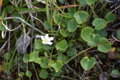 Parnassia fimbriata, photographed by Syd Cannings