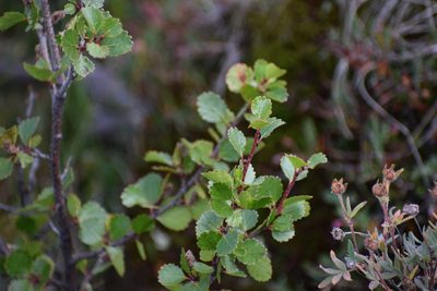 Betula glandulosa, photographed by Syd Cannings