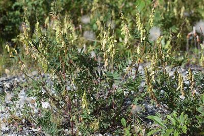 Hedysarum alpinum, photographed by Syd Cannings