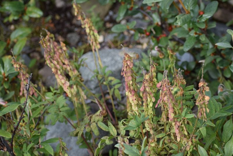 Hedysarum alpinum, photographed by Syd Cannings
