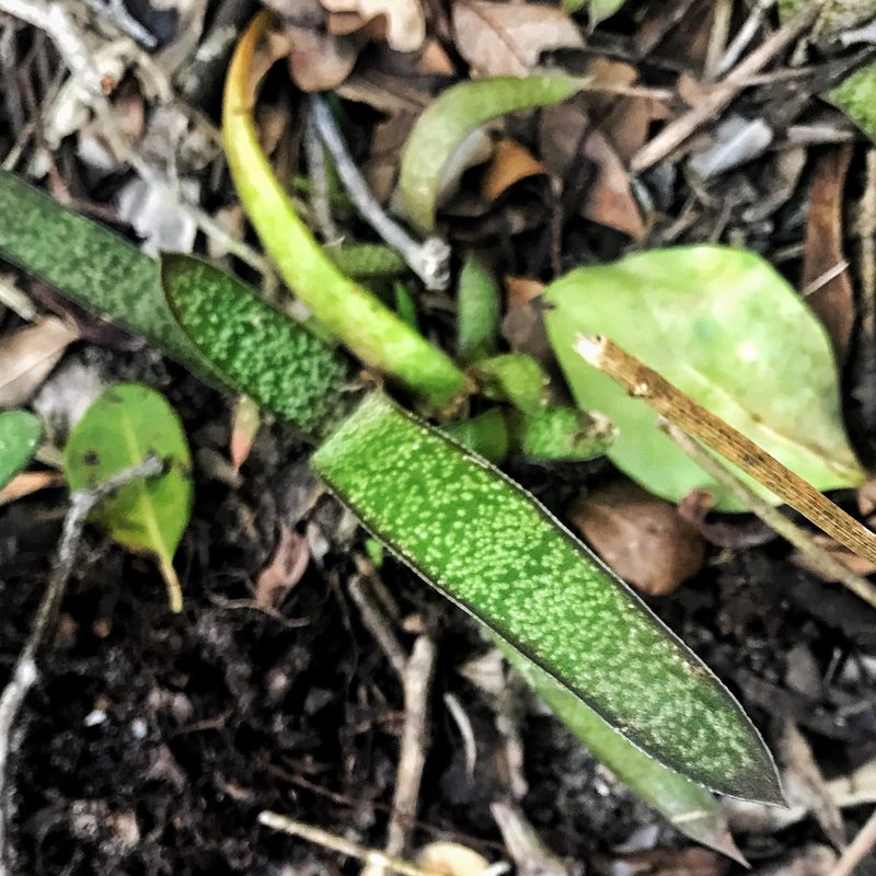 Gasteria acinacifolia, photographed by David Rosenthal