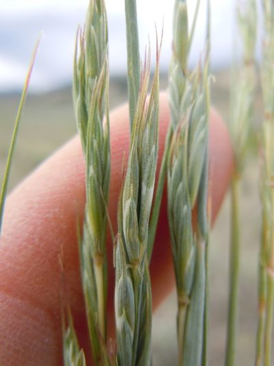 Elymus albicans, photographed by Matt Lavin