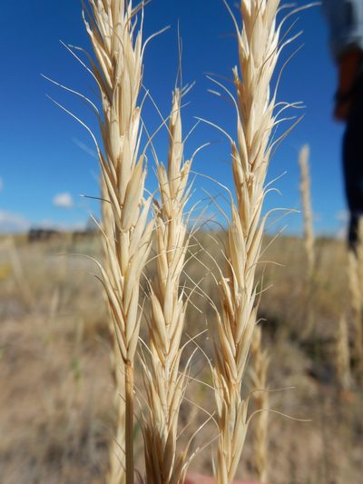Elymus albicans, photographed by Matt Lavin