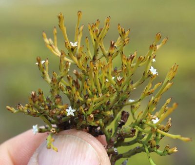 Thesium acuminatum, photographed by Tony Rebelo