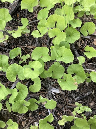 Dichondra brachypoda, photographed by Cecelia Alexander