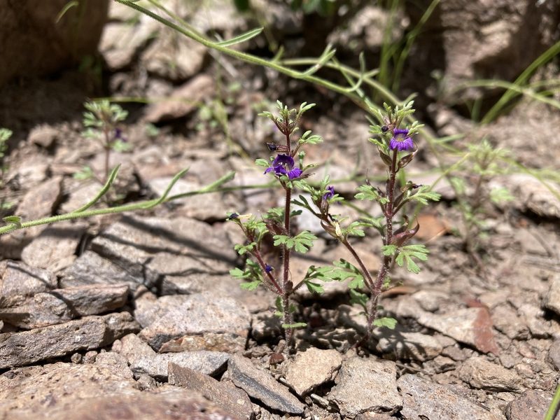 Schistophragma intermedium, photographed by Cecelia Alexander
