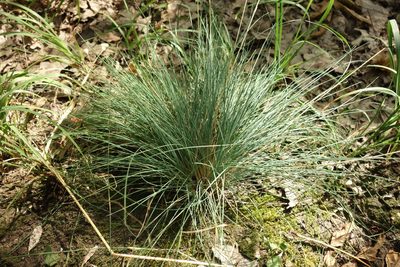 Festuca valesiaca, photographed by Aleksei Baushev