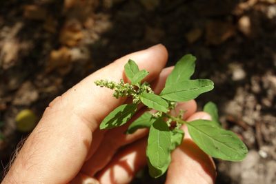 Lipandra polysperma, photographed by Aleksei Baushev