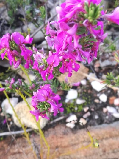 Indigofera sulcata, photographed by chrishorak