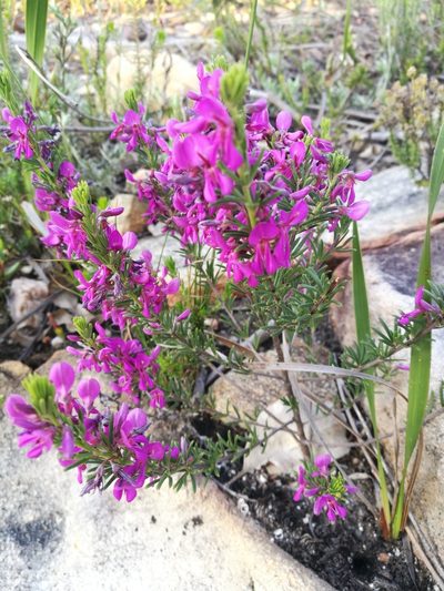 Indigofera sulcata, photographed by chrishorak