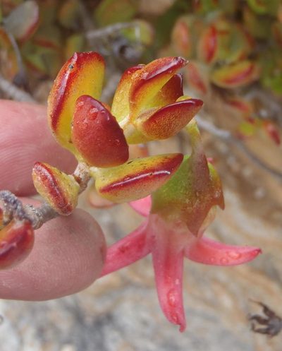 Cotyledon woodii, photographed by Nicola van Berkel