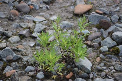 Artemisia tilesii, photographed by Syd Cannings