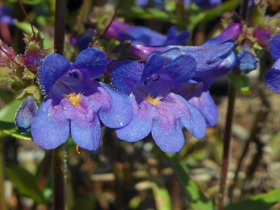 Penstemon albertinus, photographed by John W. Hancock