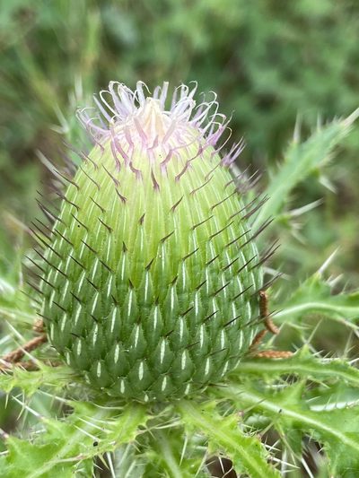 Cirsium pumilum, photographed by Rochelle Davis