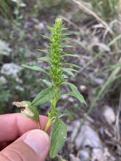 Amaranthus watsonii, photographed by Cecelia Alexander